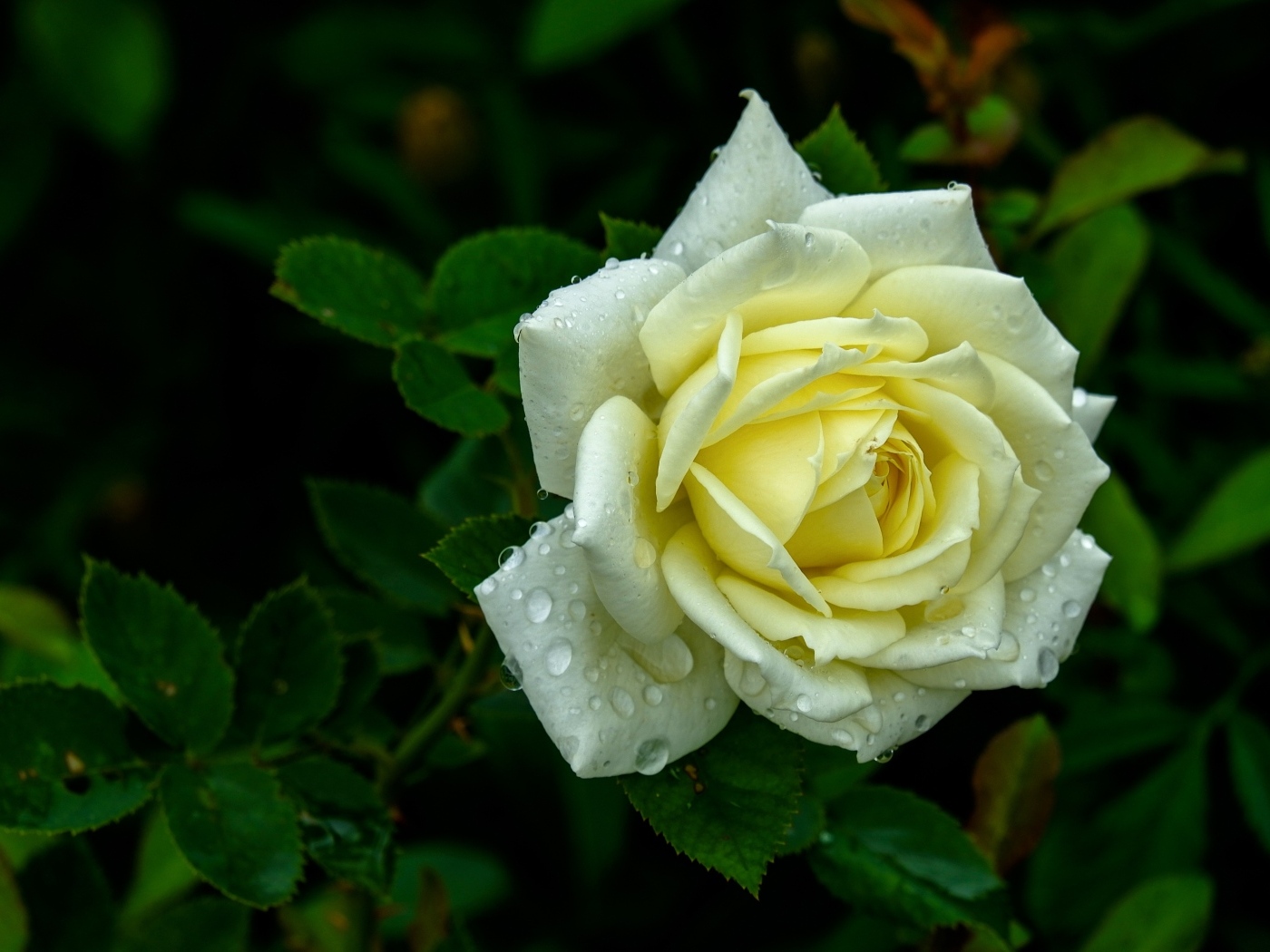 Красивая белая роза в каплях росы на клумбе летом