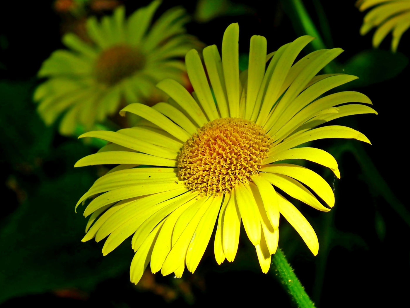 Красивые желтые ромашки вблизи