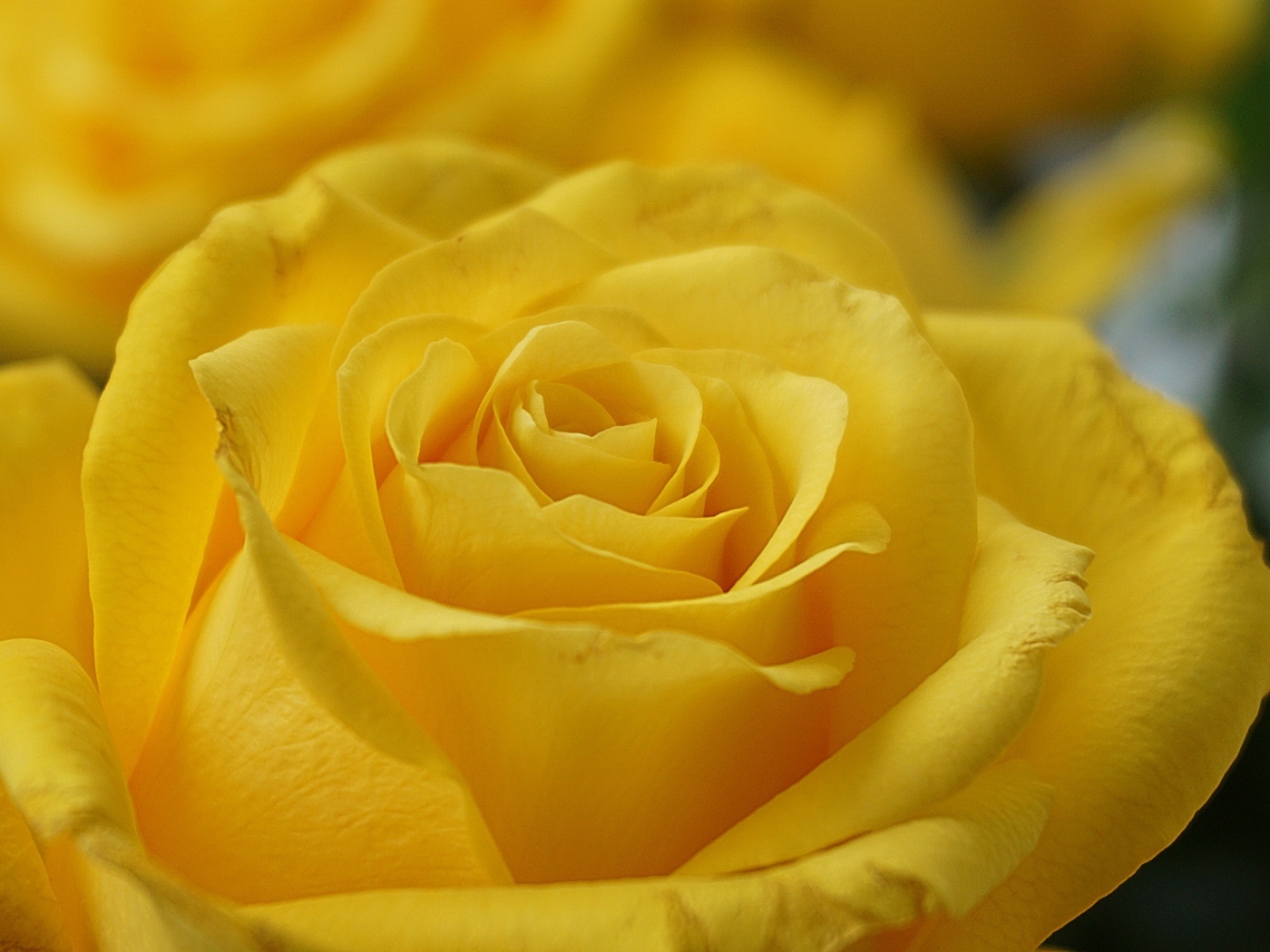 Красивая желтая роза вблизи