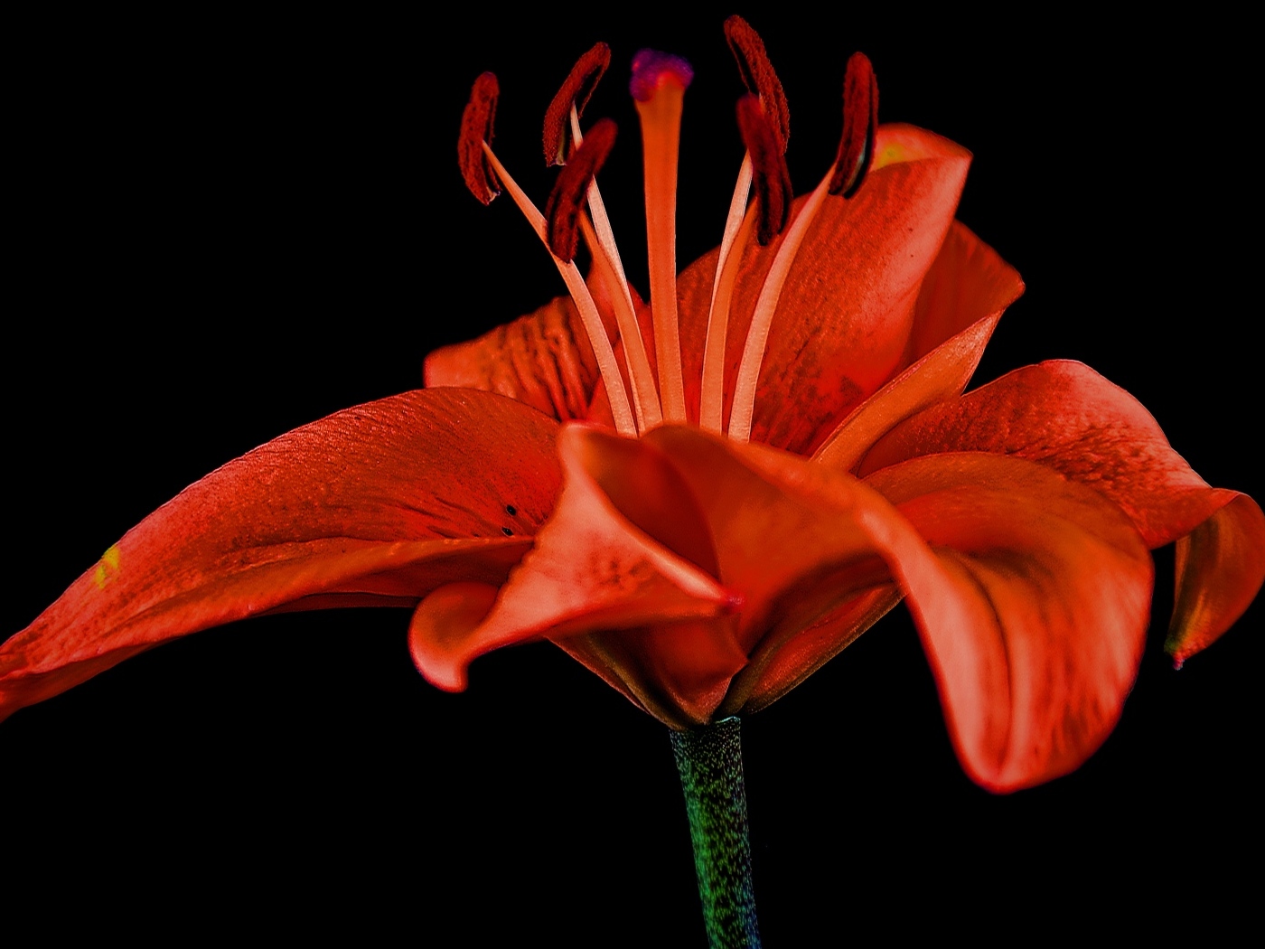 Большая красивая красная лилия на черном фоне