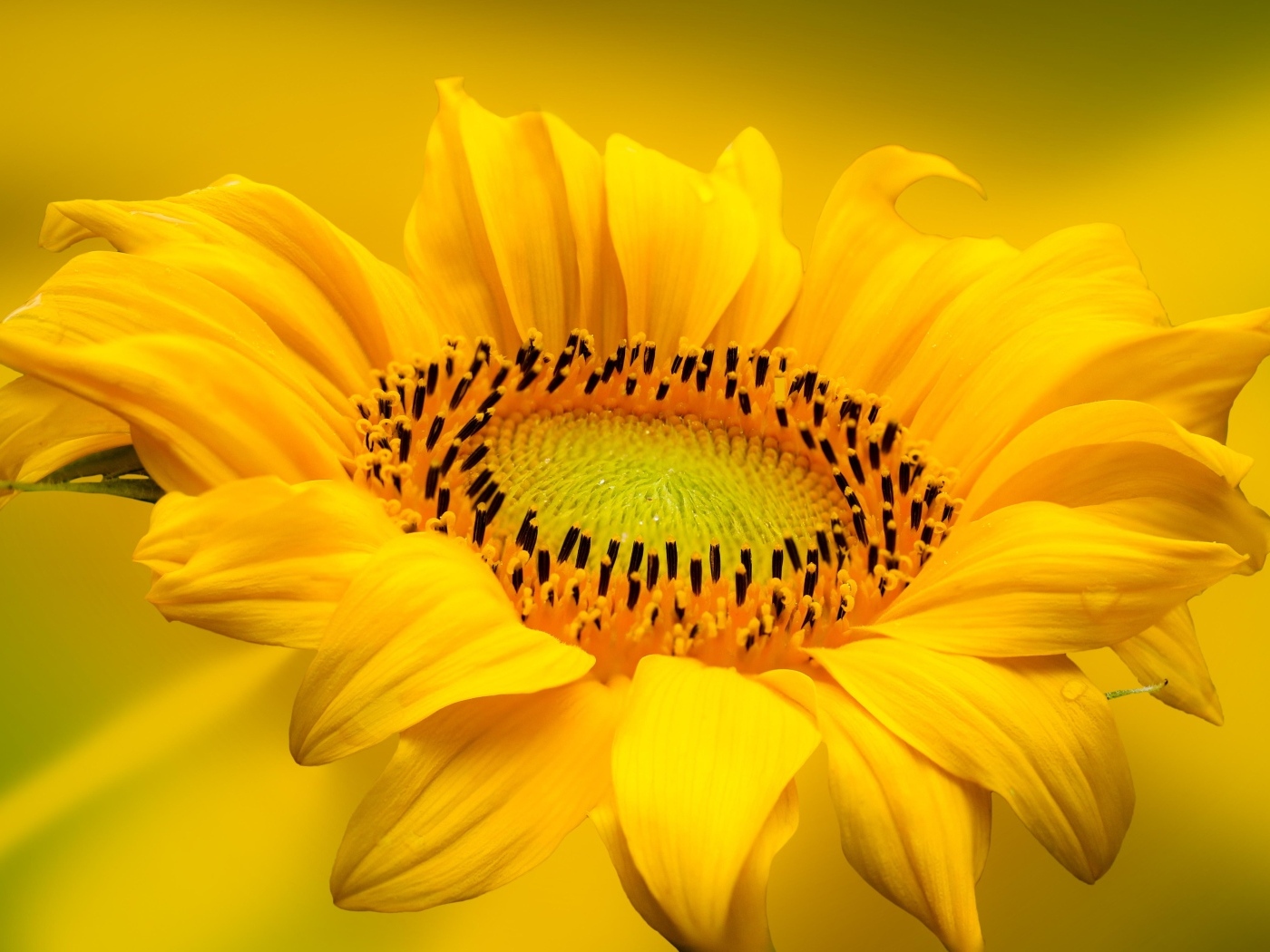 Большой красивый желтый подсолнух крупным планом