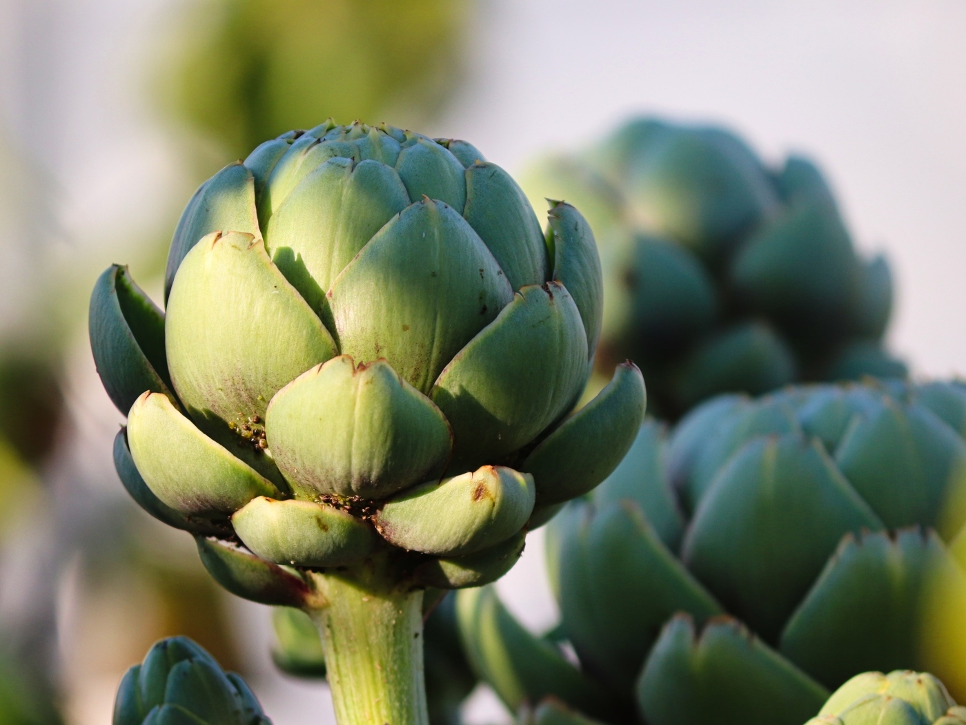 Большой зеленый артишок крупным планом