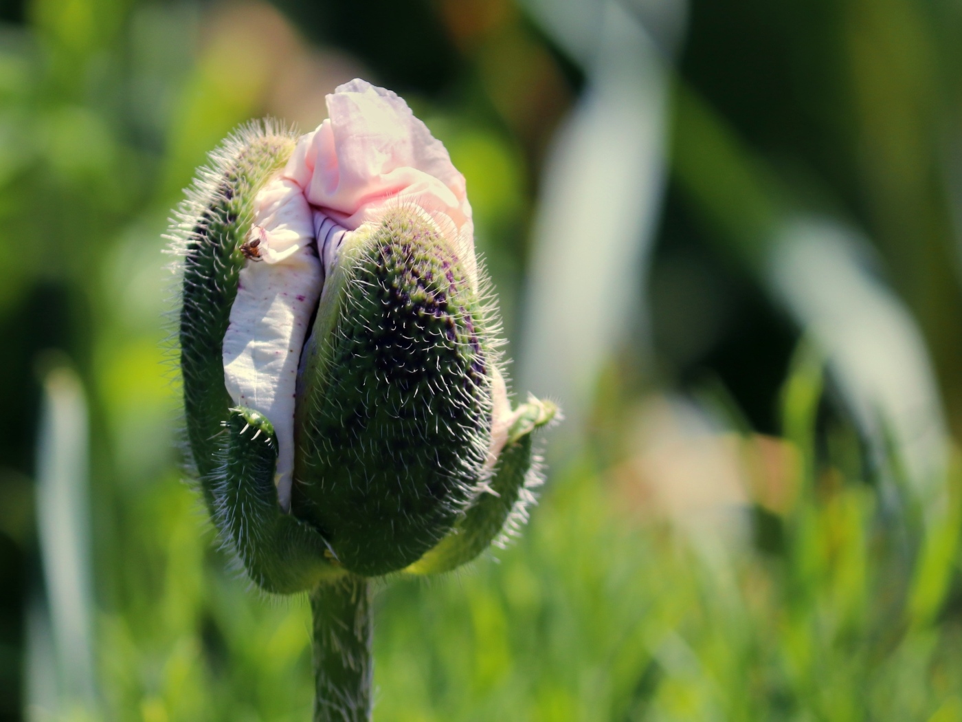 Распускающийся розовый цветок мака