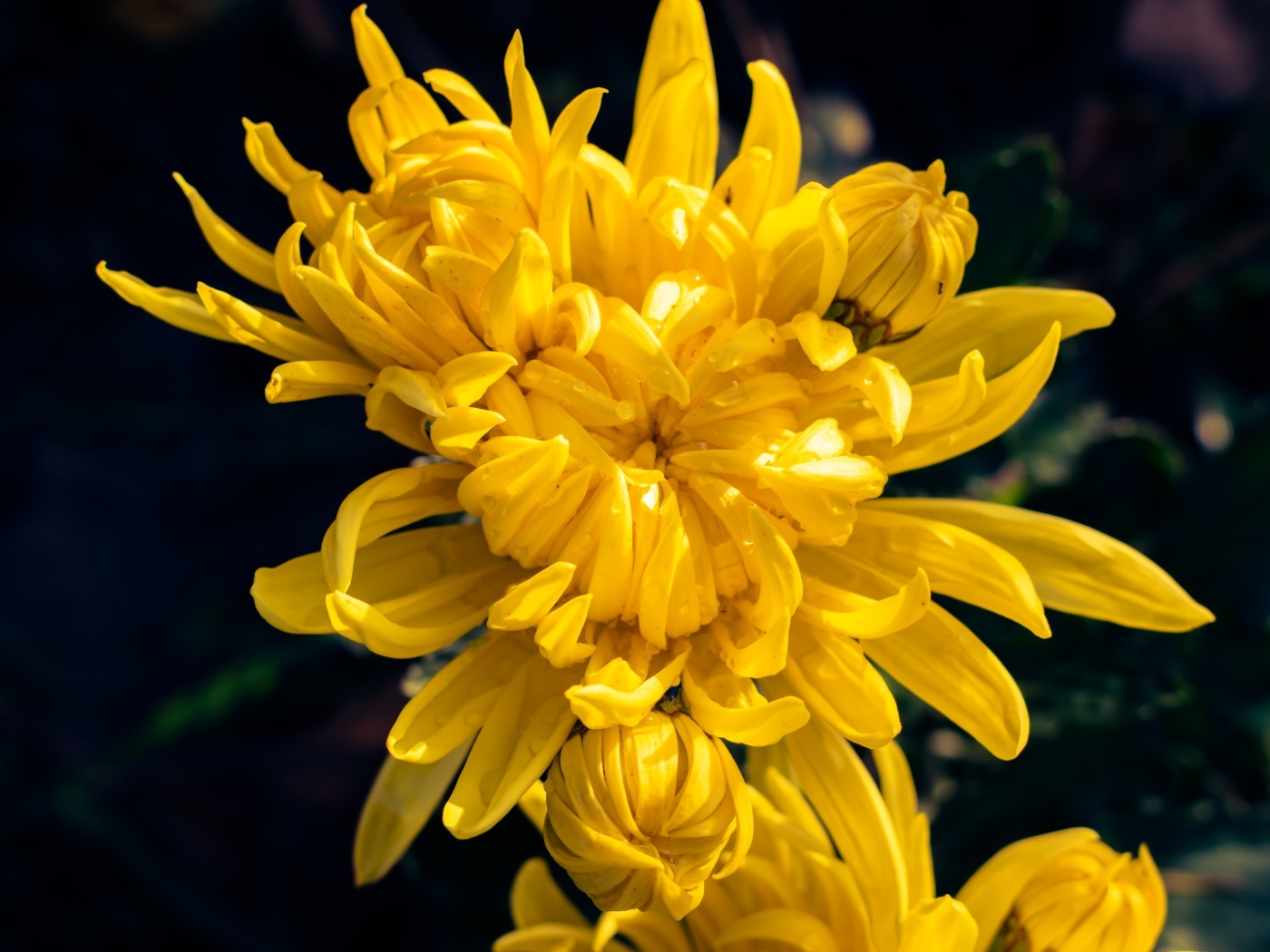 Распускающаяся желтая хризантема вблизи