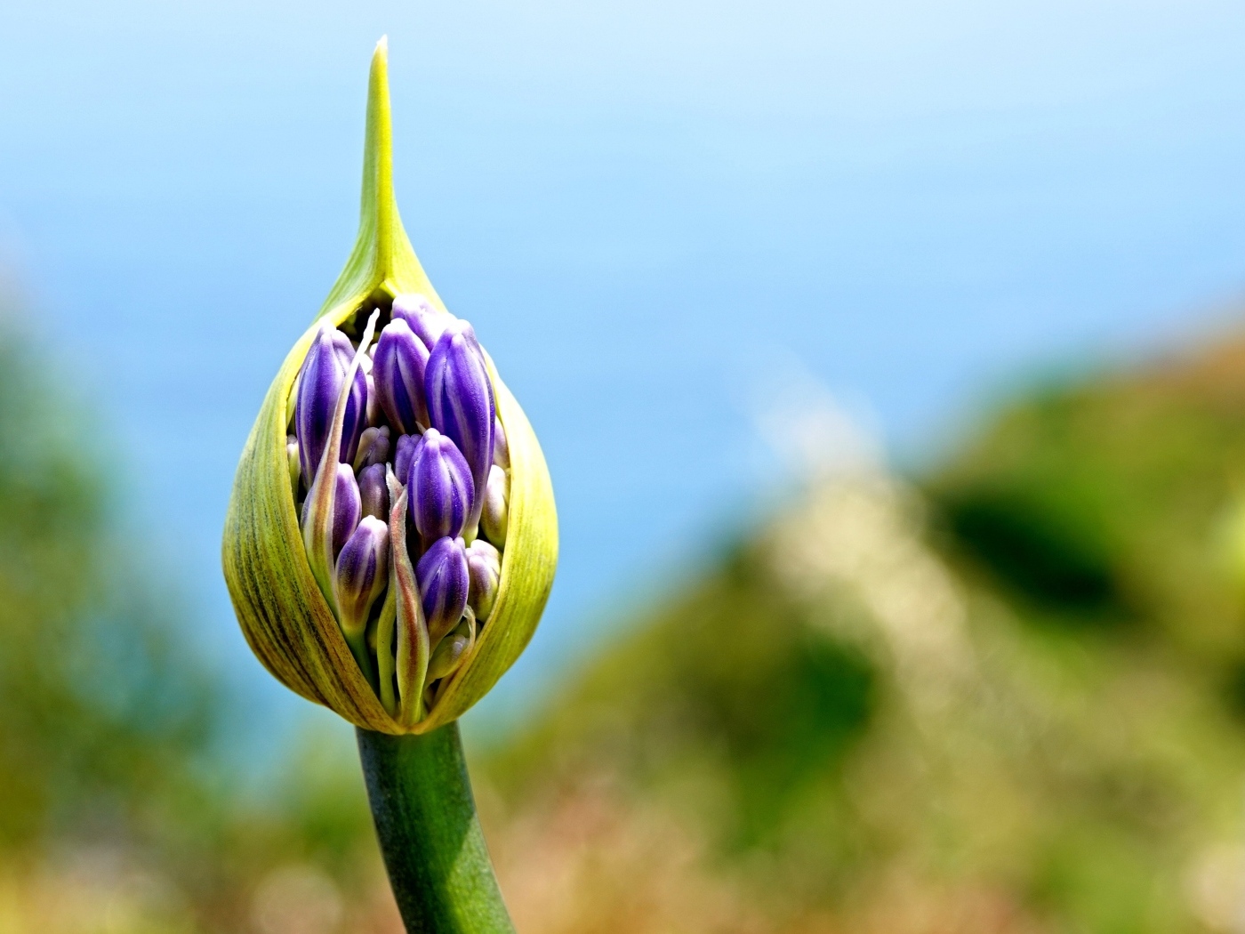 Голубая африканская лилия бутон