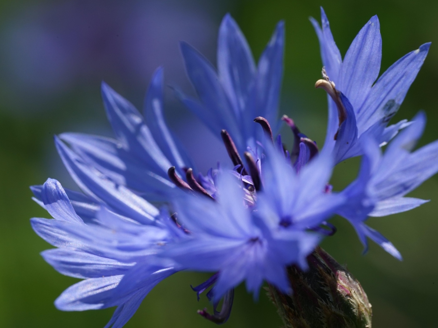 Цветок синего василька вблизи