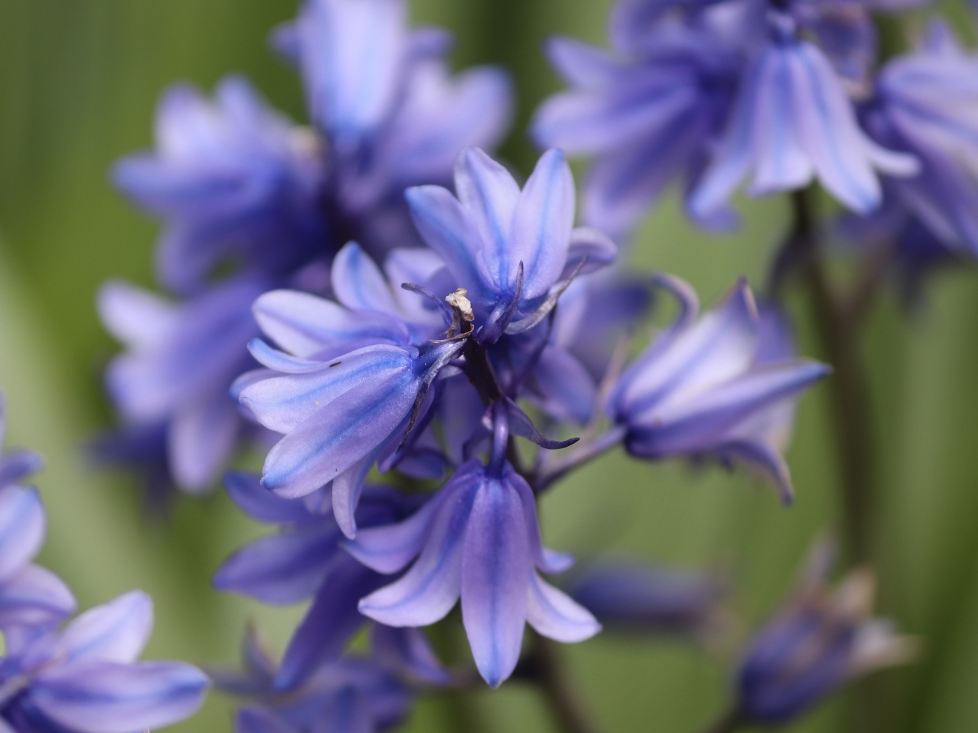 Синие цветы гиацинта вид сверху