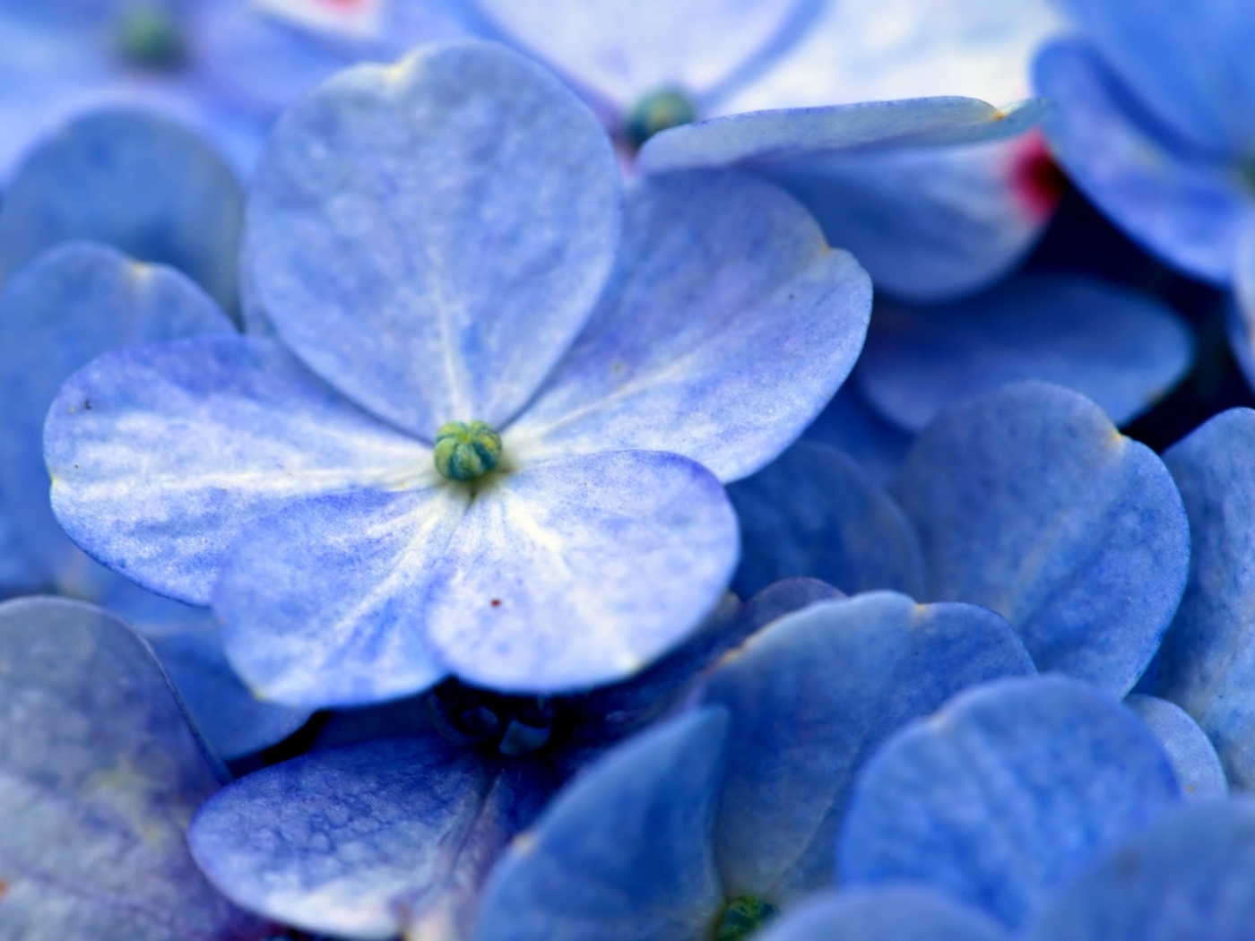 Синие цветы гортензии крупным планом