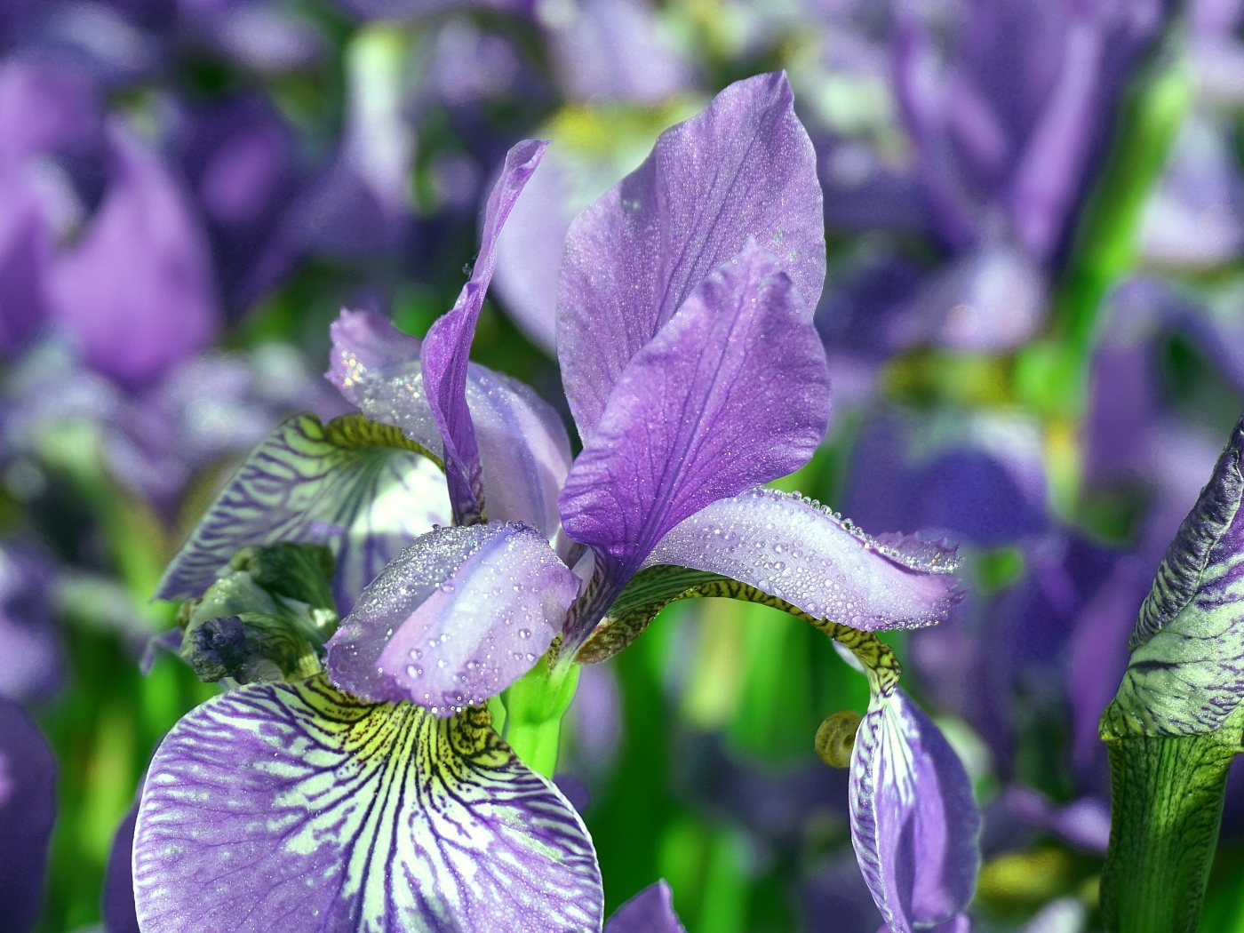 Синие цветы ириса с мокрыми лепестками