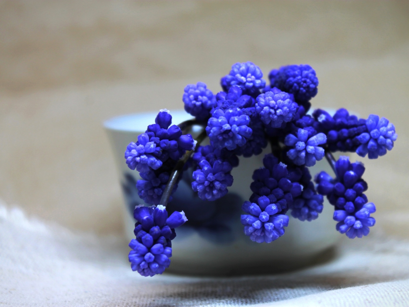 Синие цветы мускари в белой вазе на столе