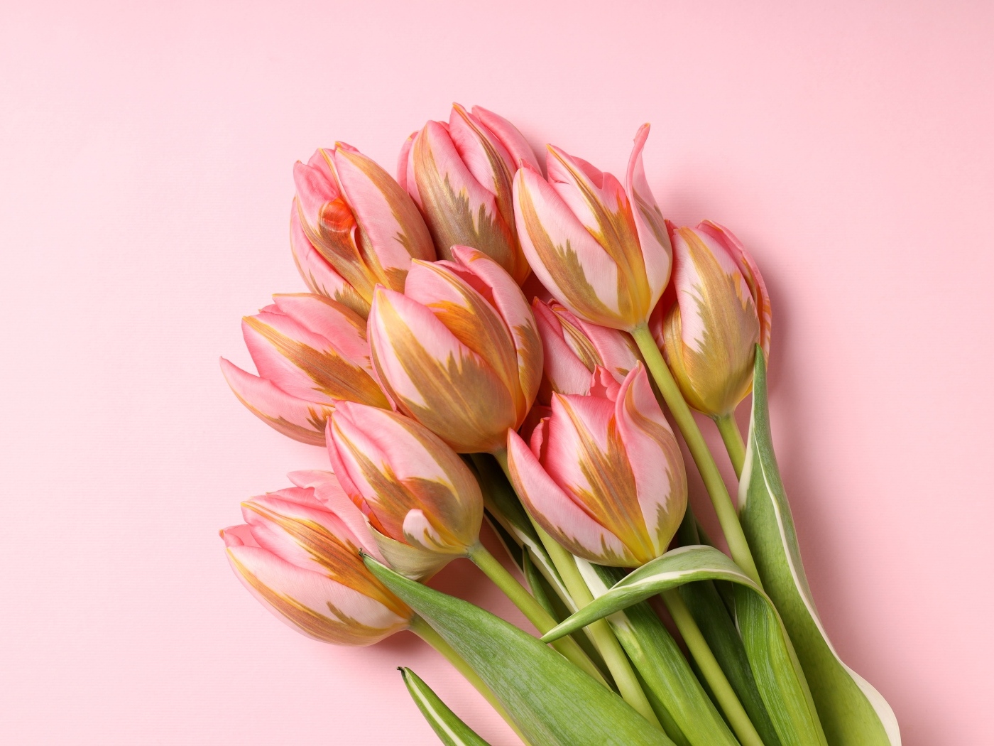 Букет свежих тюльпанов на розовом фоне
