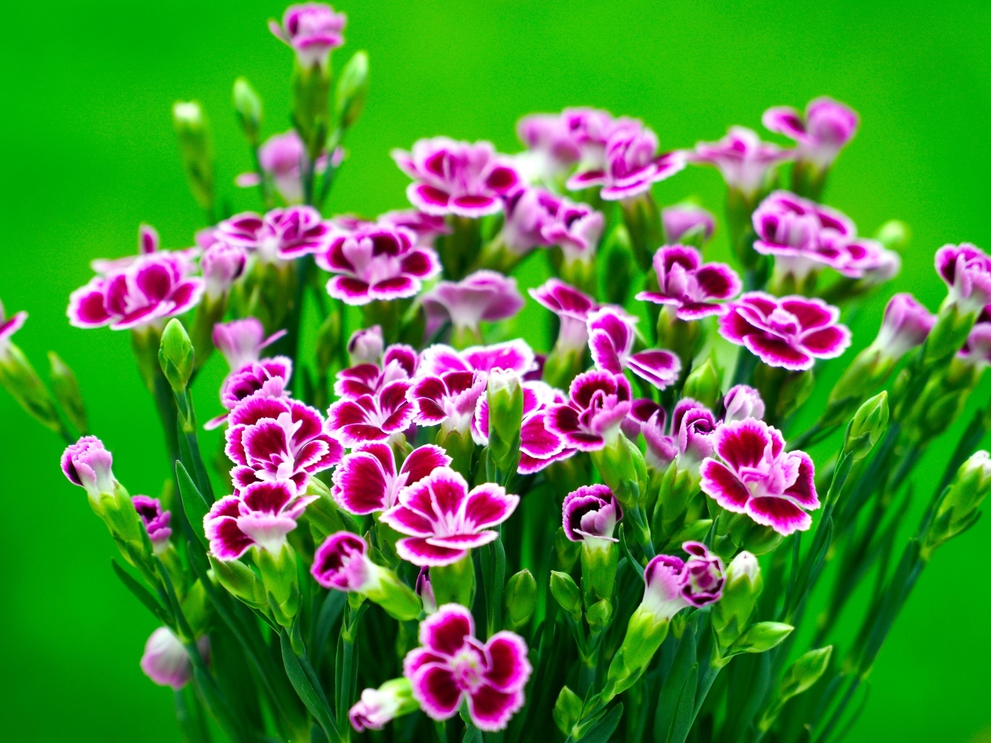 Букет розовых цветов гвоздики на зеленом фоне