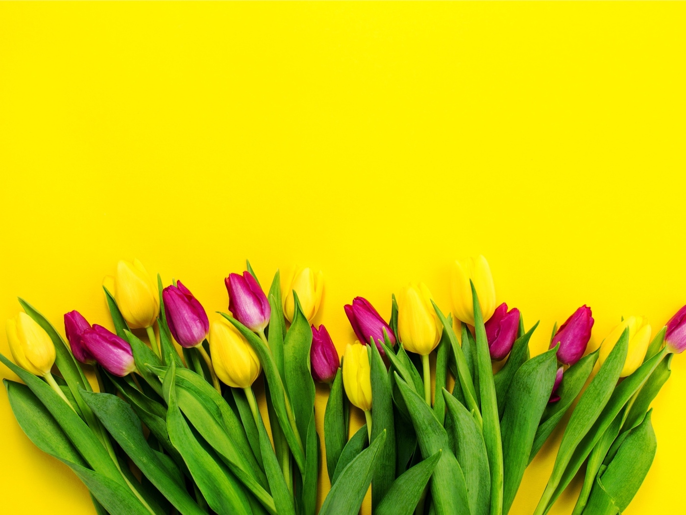 Букет тюльпанов на ярком желтом фоне