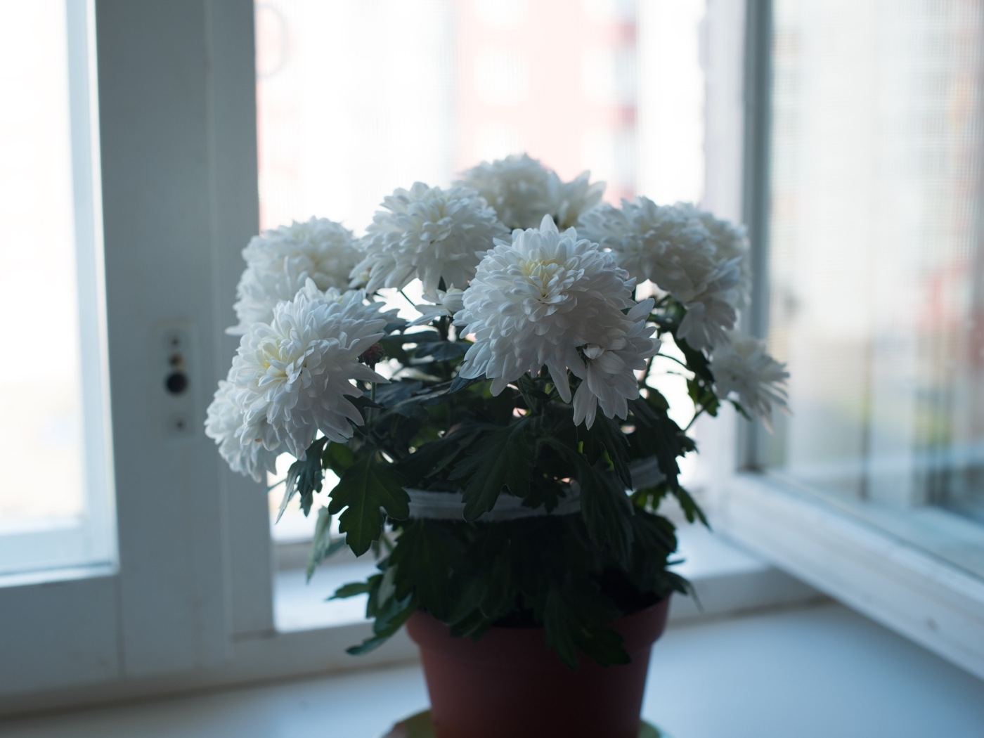 Букет белых хризантем на окне
