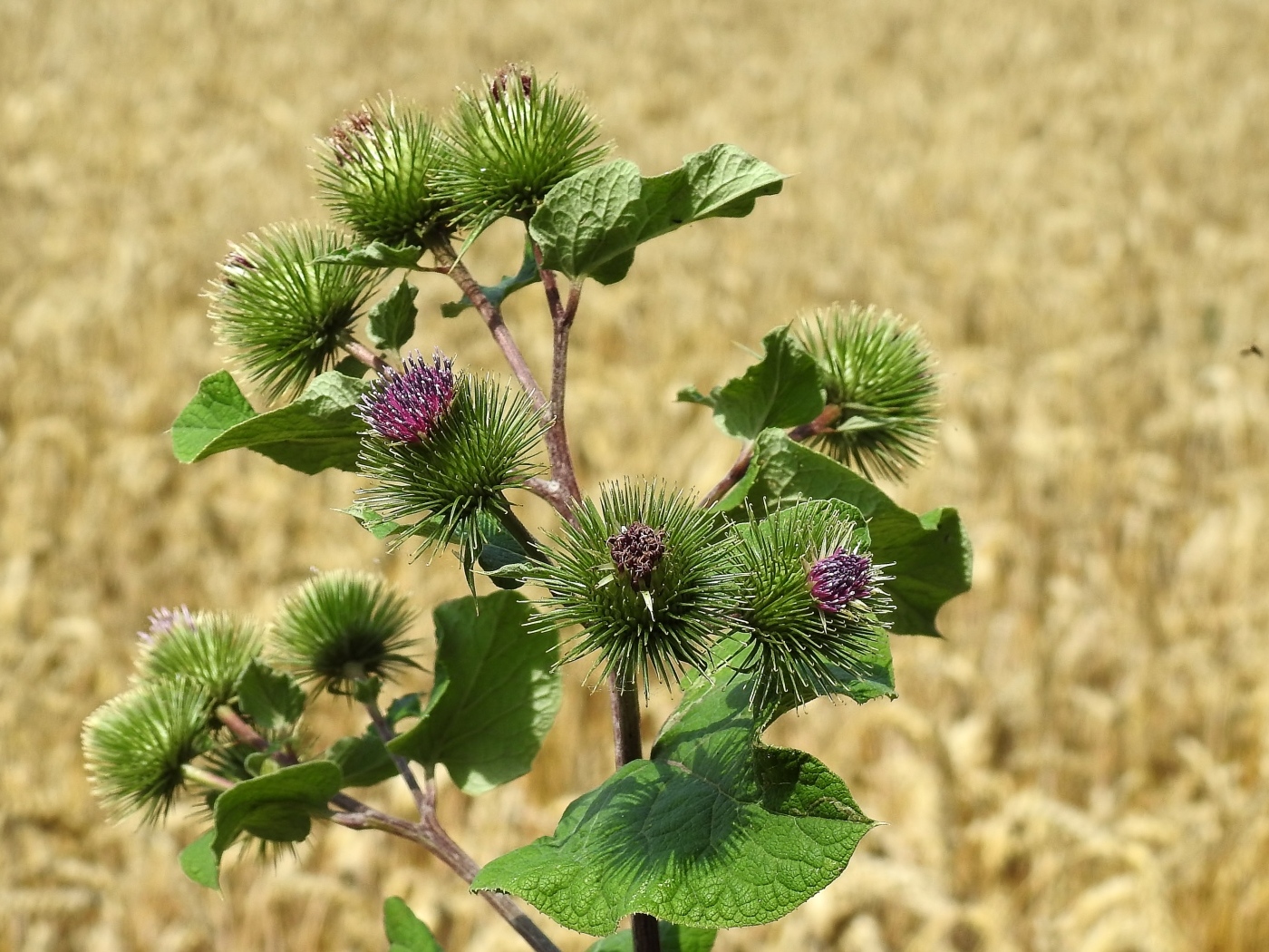 Цветы лопуха крупным планом