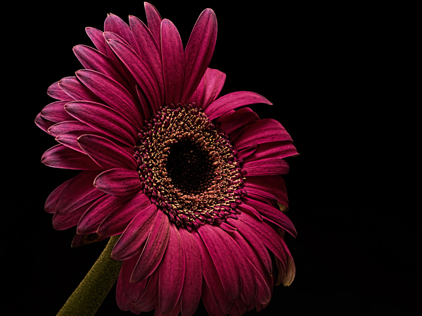Бордовая гербера крупным планом на черном фоне