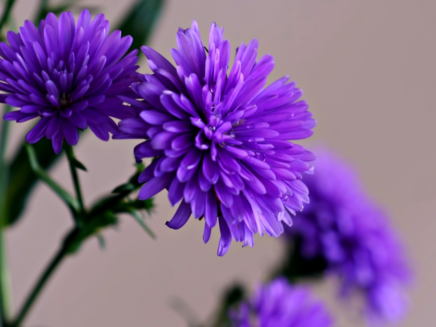 Цветы васильки крупным планом