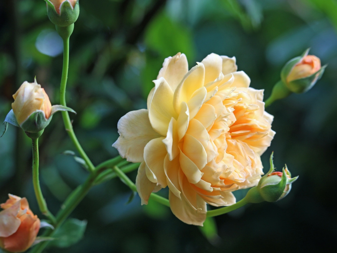 Кремовая роза с бутонами на зеленом фоне