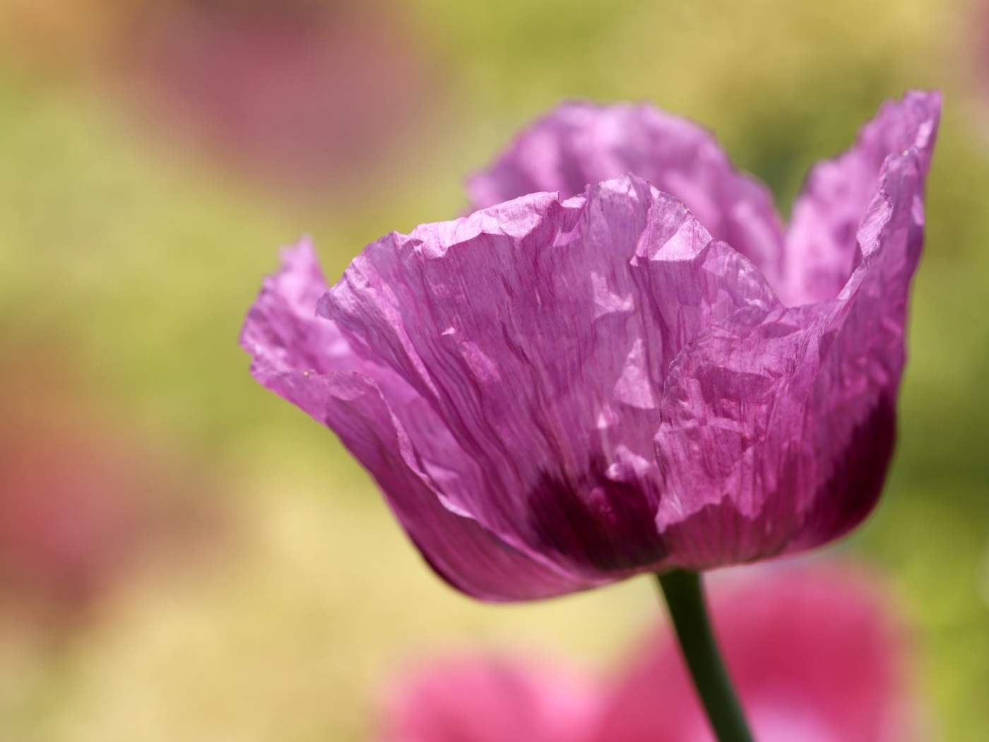 Милый сиреневый полевой мак