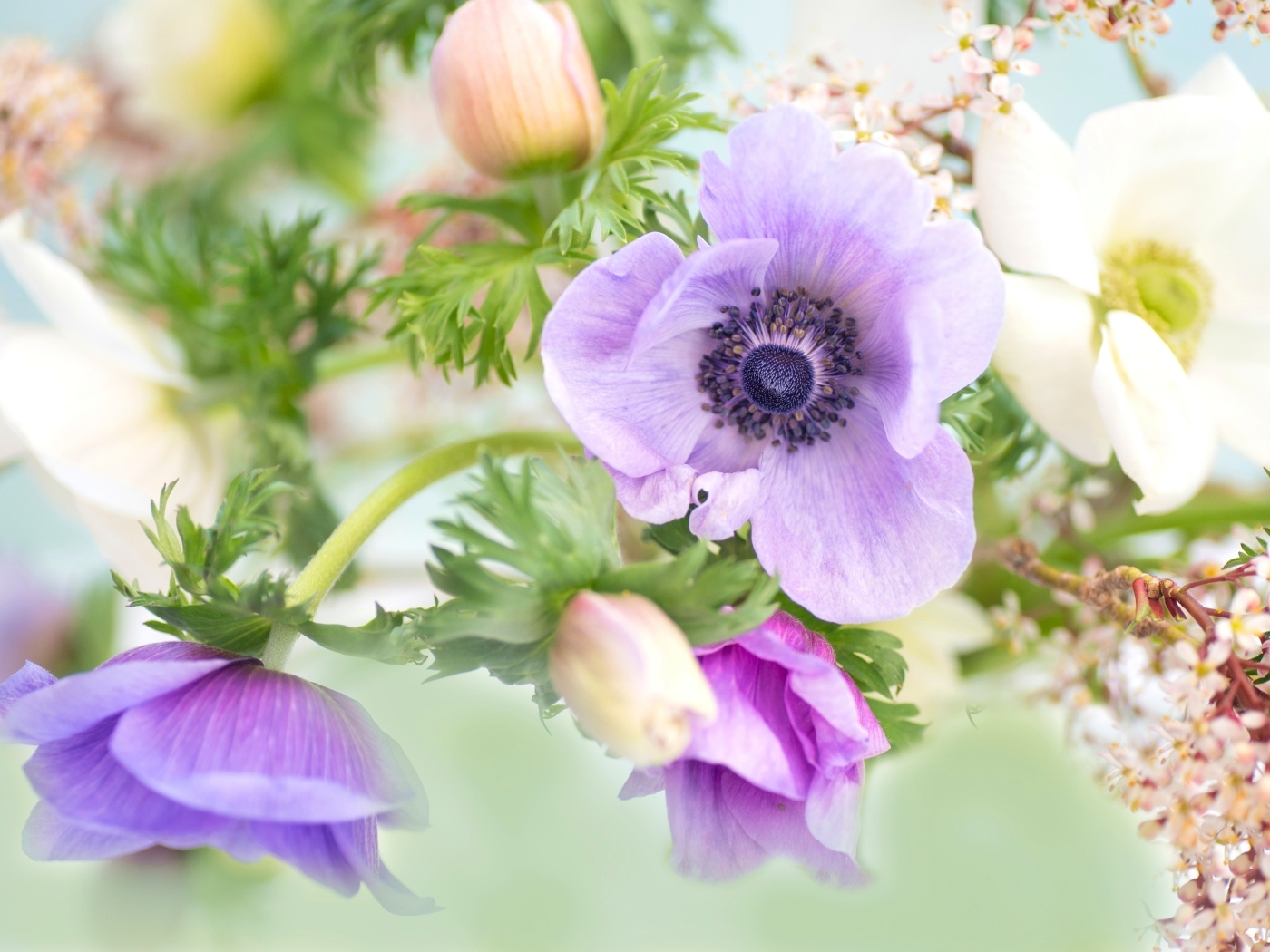 Нежные цветы анемоны с бутонами крупным планом