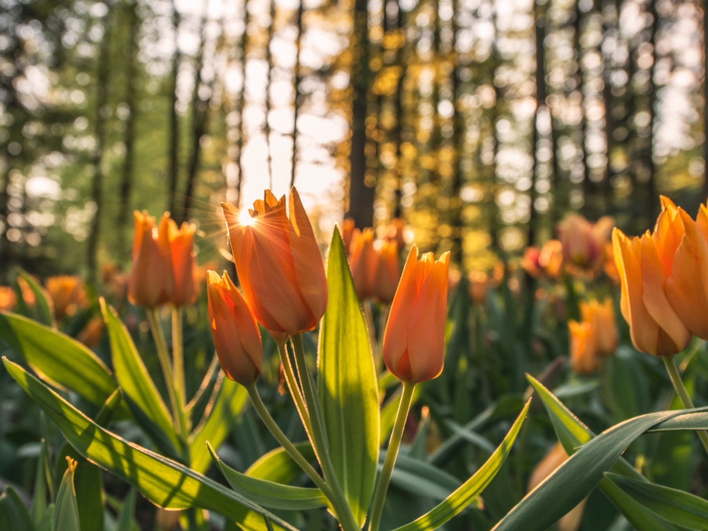 Нежные оранжевые тюльпаны в лучах солнца