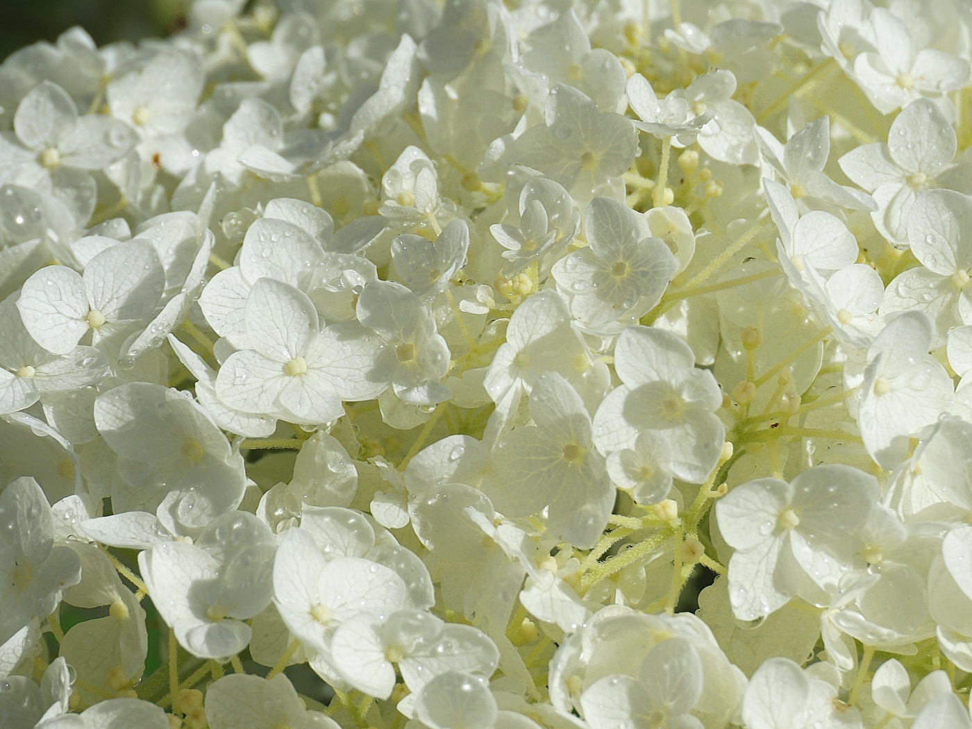 Нежный белый цветок гортензии в каплях росы