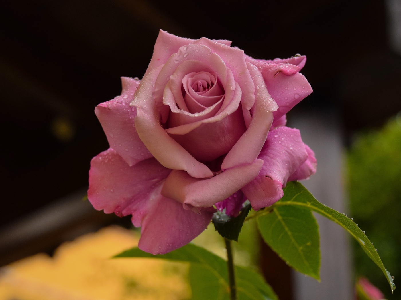 Роса на лепестках розовой розы