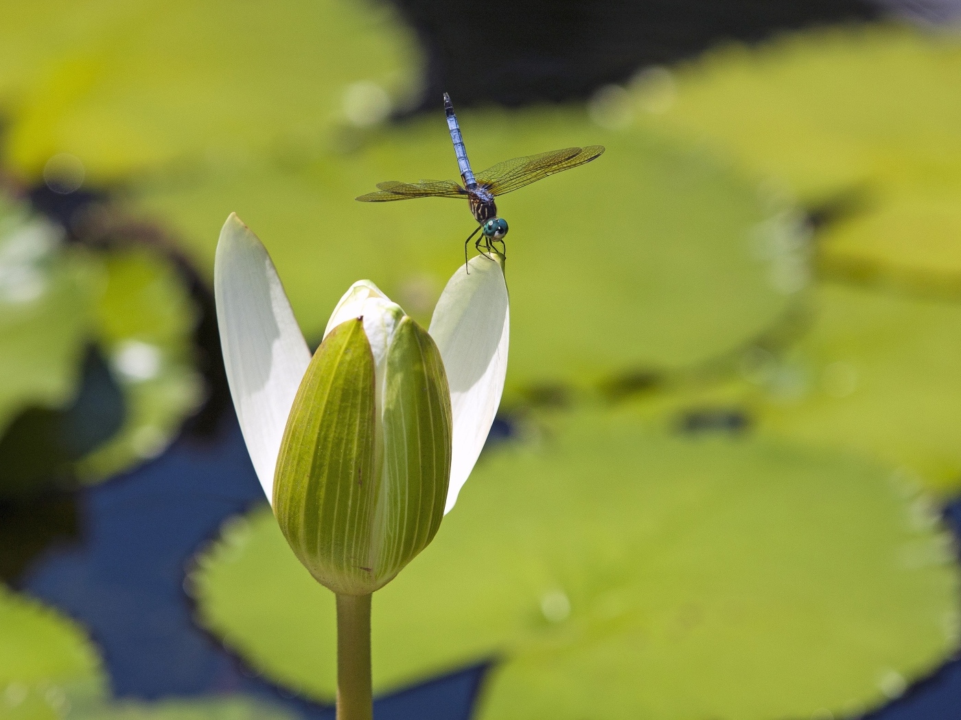 Стрекоза сидит на белом цветке водяной лилии