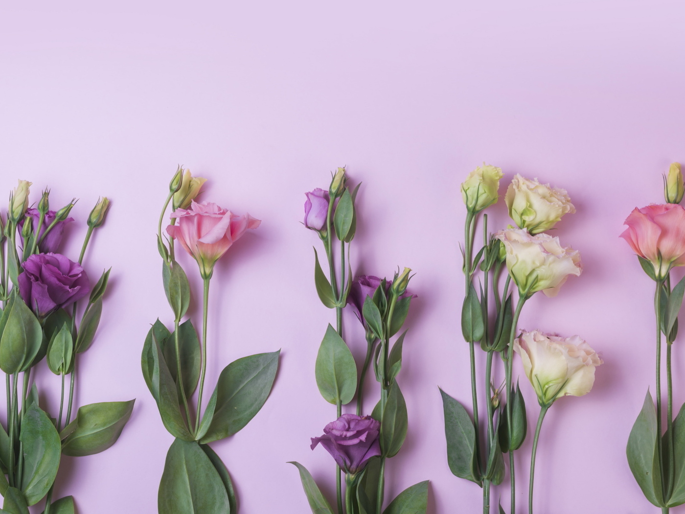 Цветы эустомы на розовом фоне