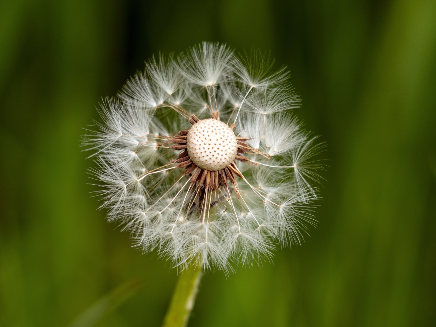Опавший белый одуванчик