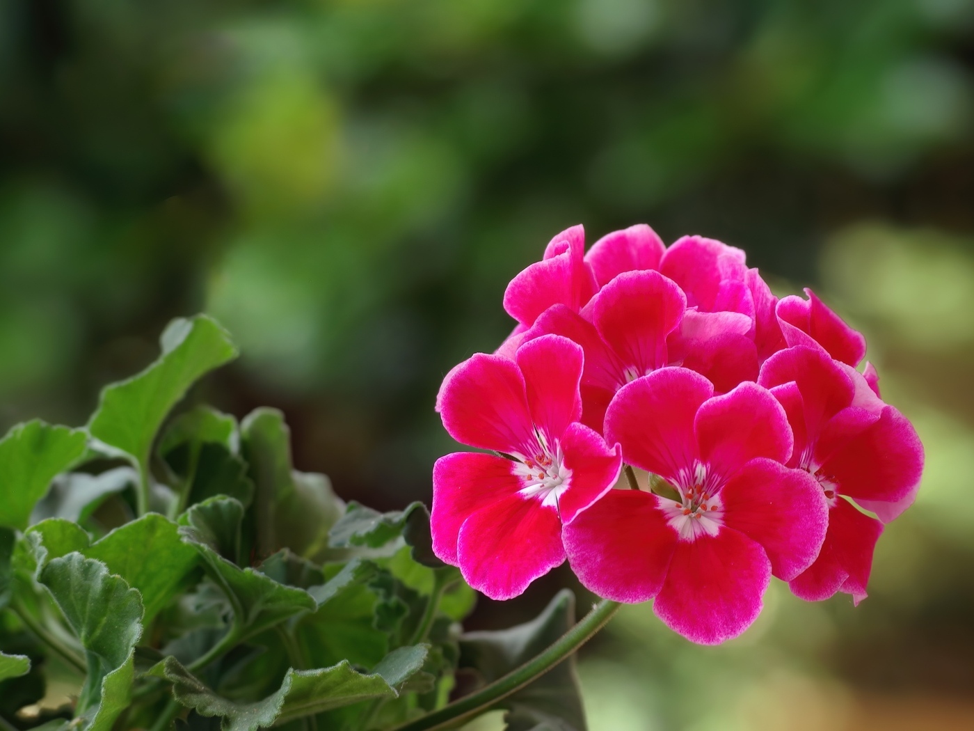 Ароматный цветок розовой герани