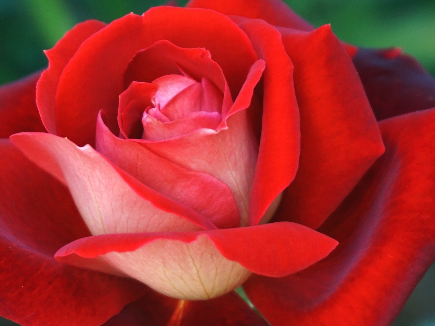 Ароматная красная чайная роза крупным планом