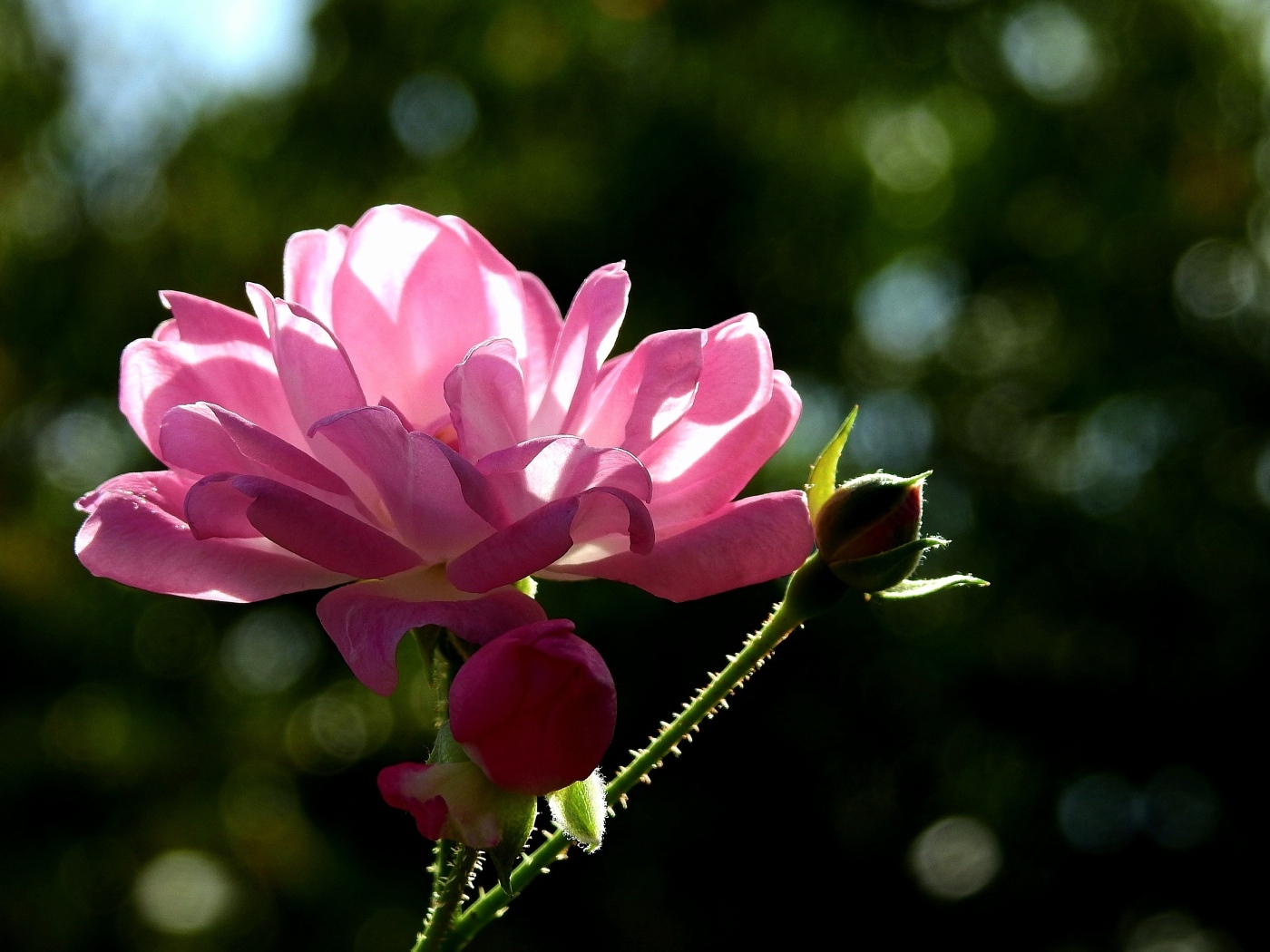 Садовая розовая роза в лучах солнца
