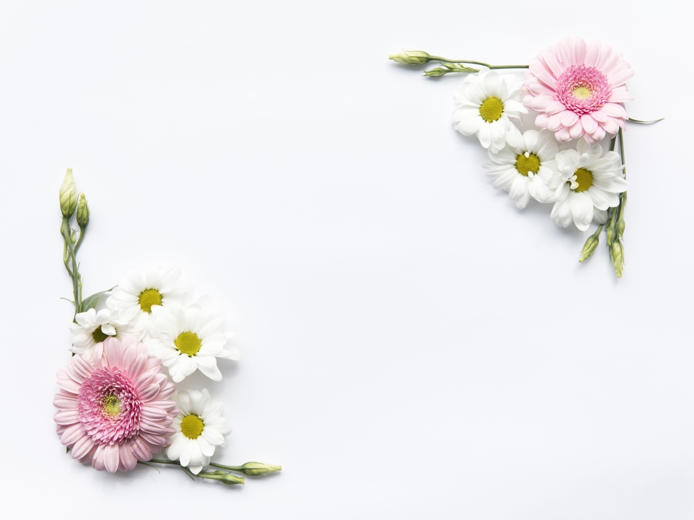 Цветы герберы и хризантемы на белом фоне