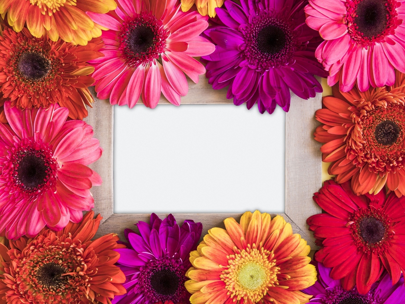 Цветы герберы с белым листом бумаги