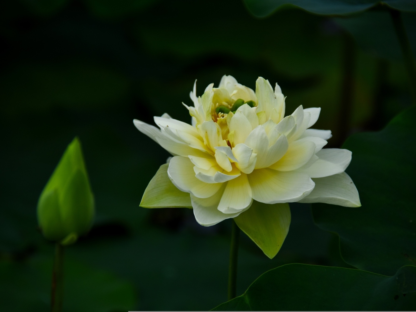 Золотой лотос с бутоном крупным планом