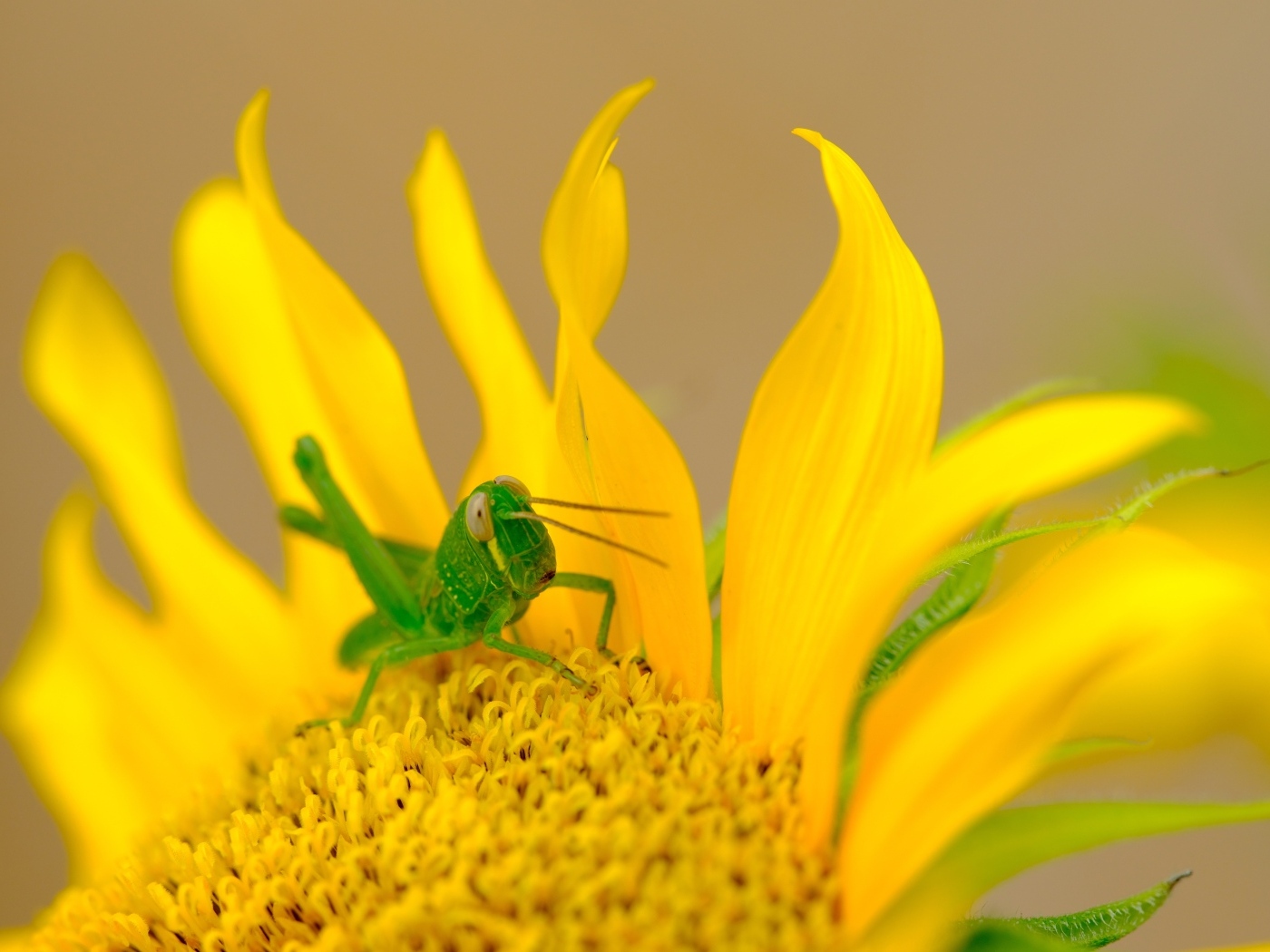 Зеленый кузнечик на желтом подсолнухе