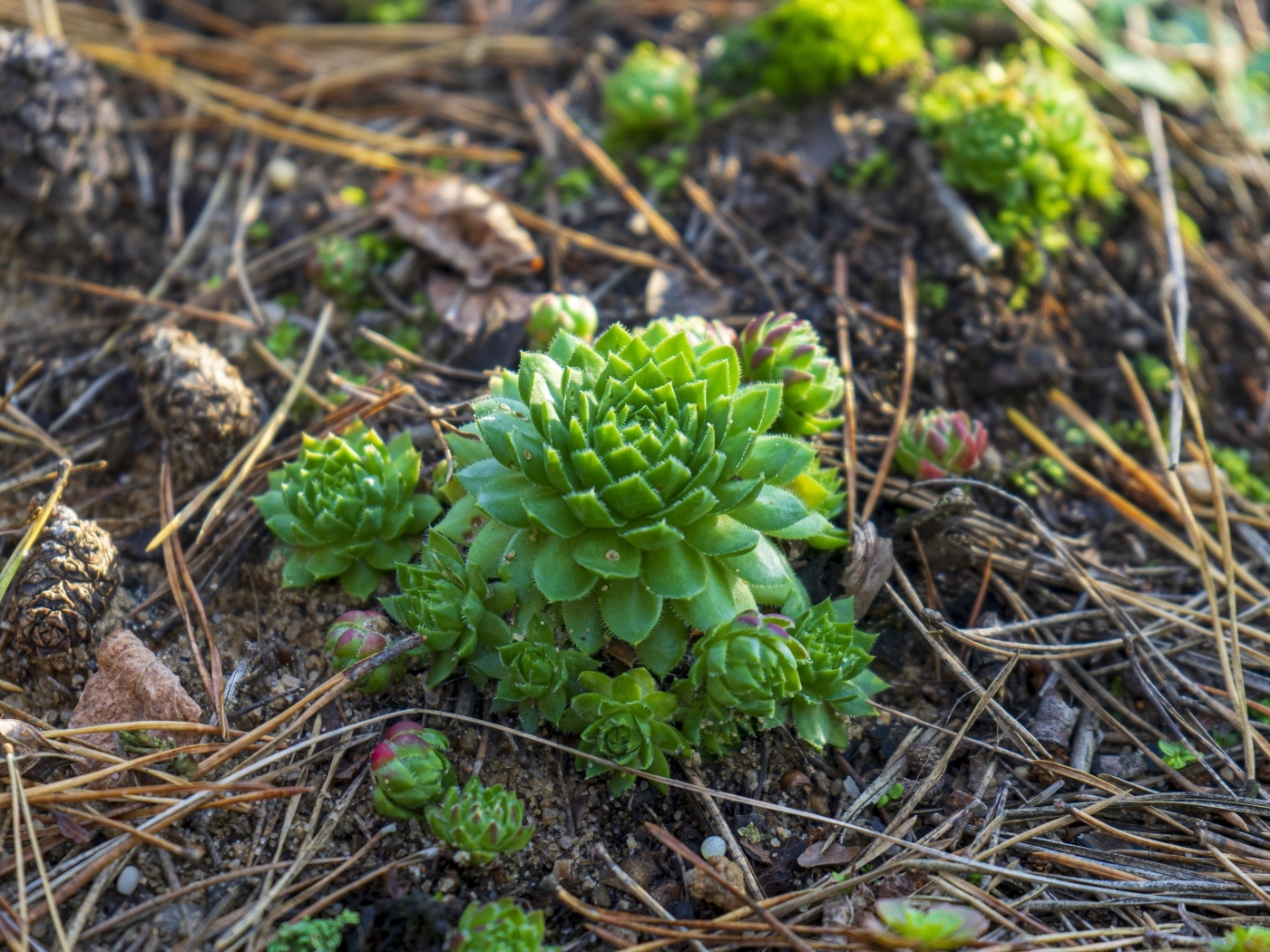 Зеленые растения суккуленты на земле