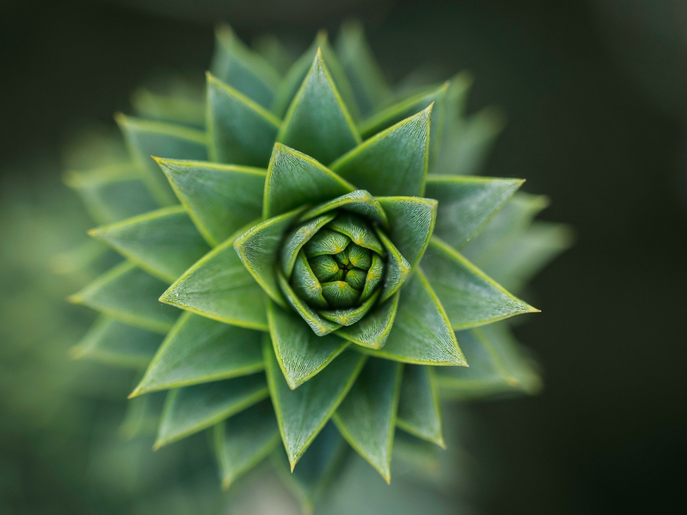 Зеленый цветок суккулент крупным планом