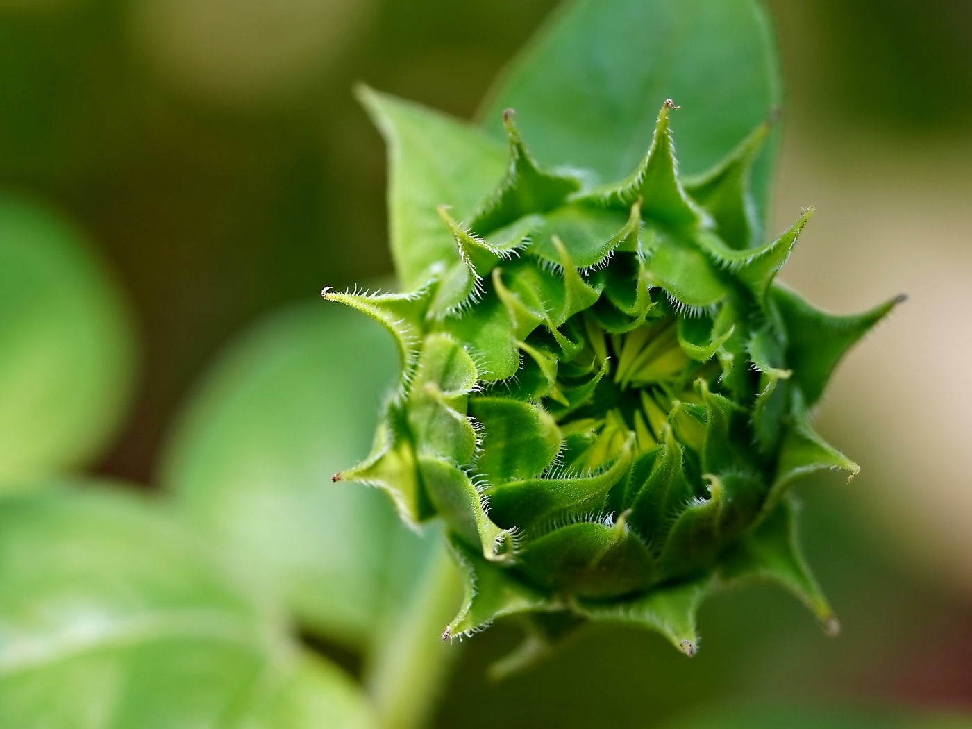 Зеленый нераспустившийся цветок подсолнуха