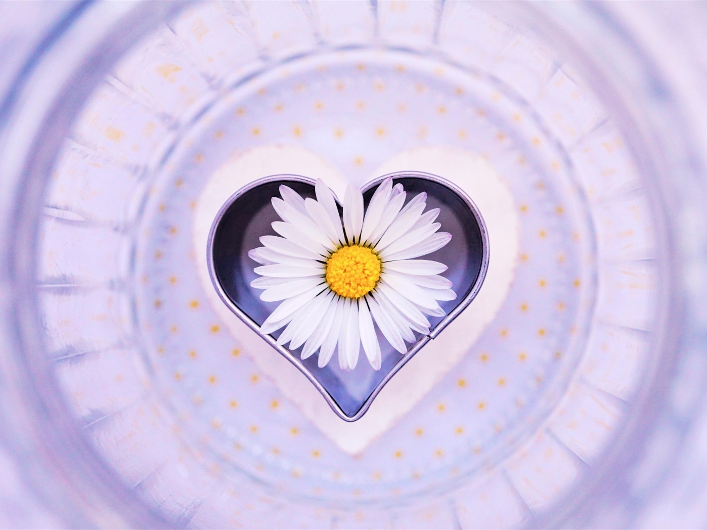 Сердце с цветком белой ромашки 