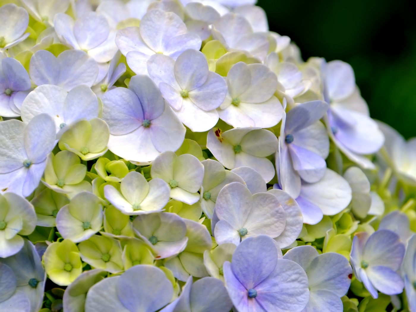 Цветы гортензии крупным планом