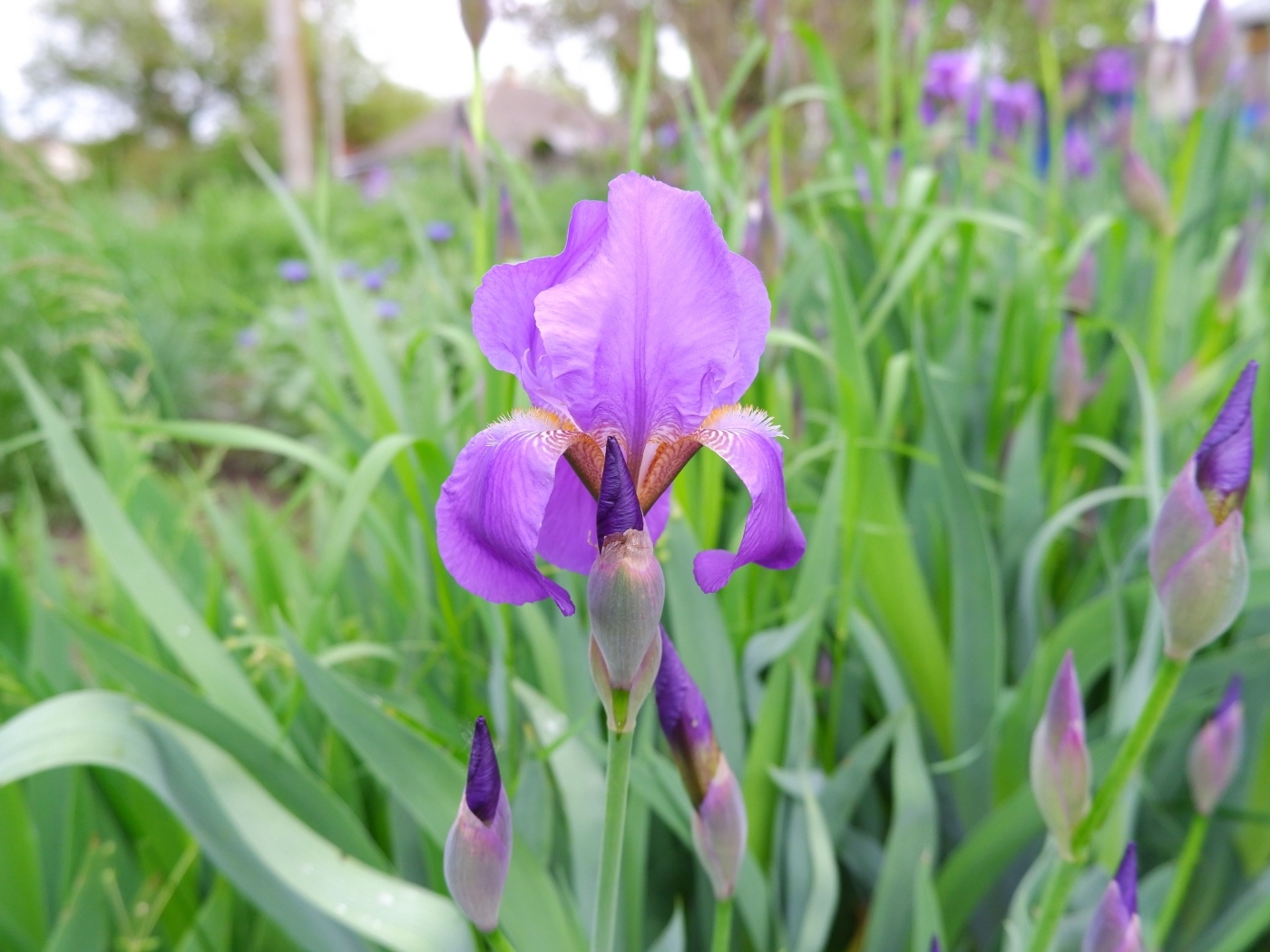 Цветы ирисы с бутонами на клумбе