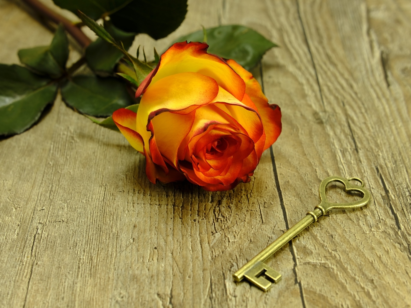Ключ и оранжевая роза на деревянном столе