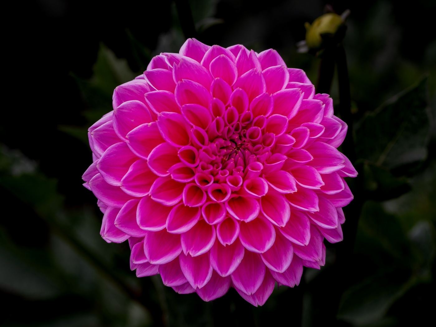 Большая пышная розовая георгина