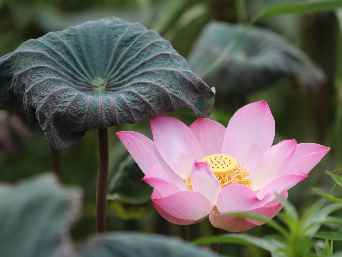 Большой цветок розового лотоса с листом