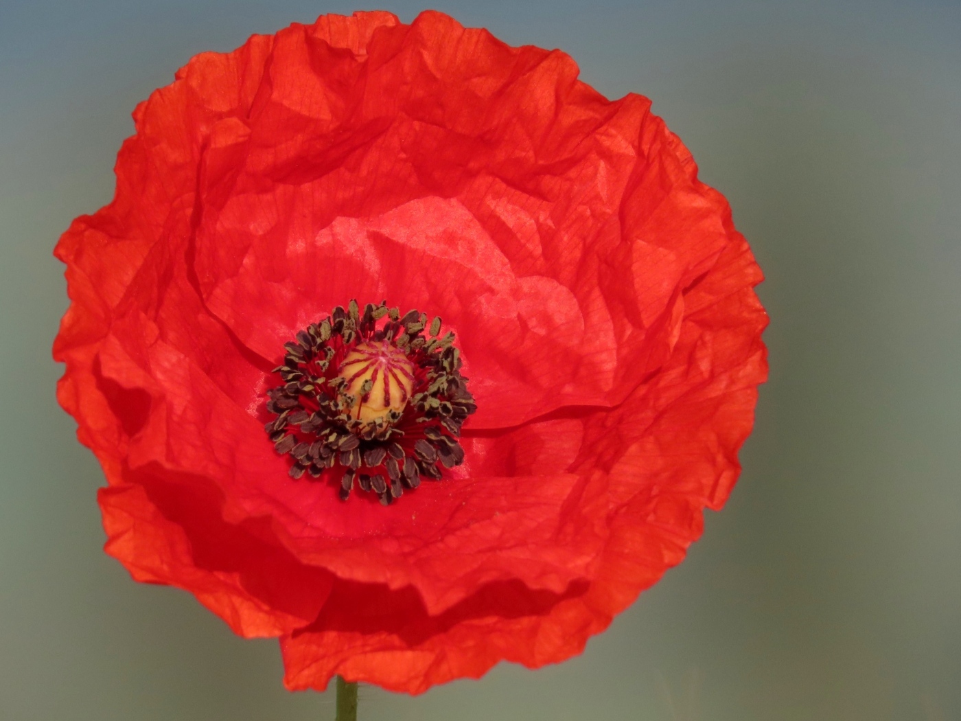 Большой красный цветок мака на сером фоне