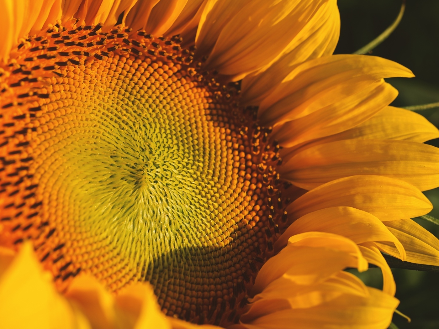 Большой желтый цветок подсолнуха в лучах солнца