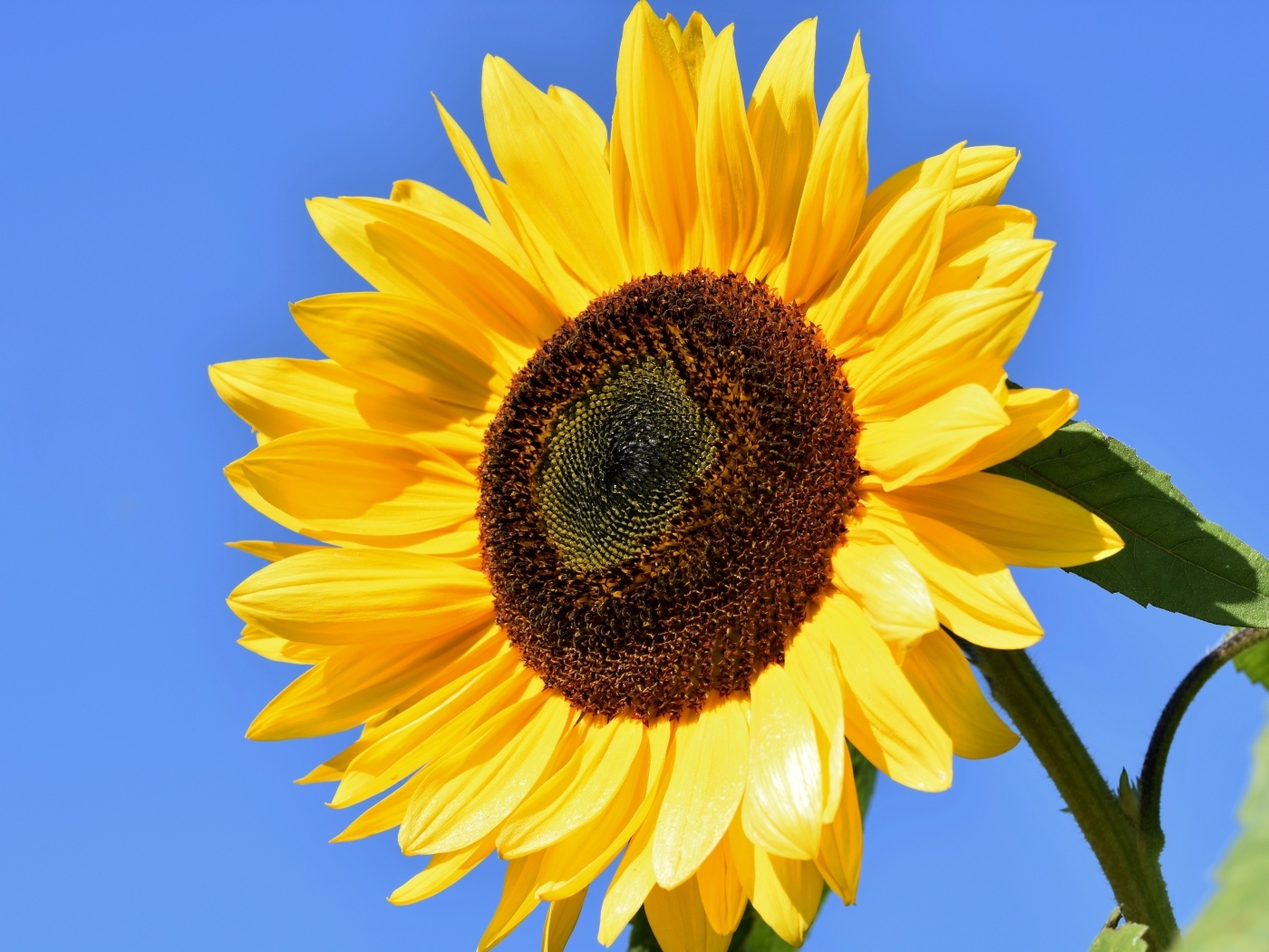 Большой цветок желтого подсолнуха на голубом фоне