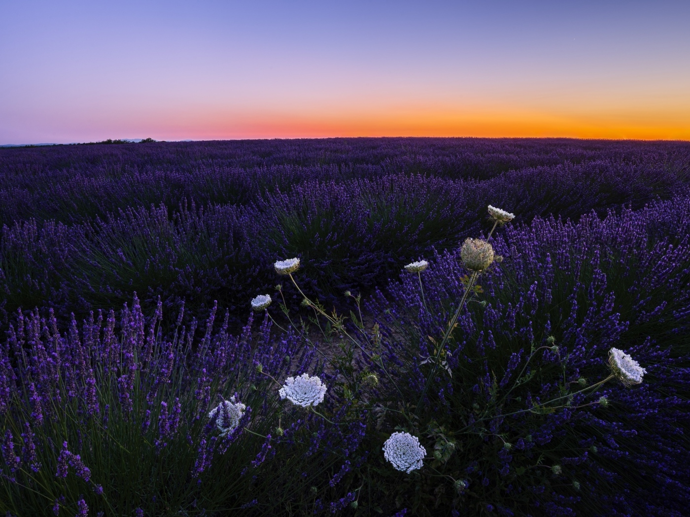 Лавандовое поле на закате солнца